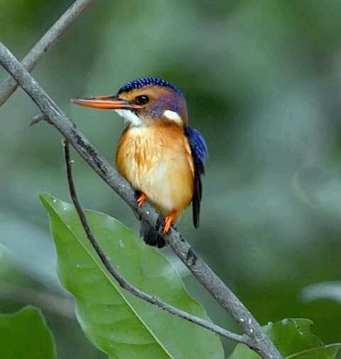 Gambian Kingfisher