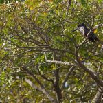 Giant Kingfisher Gambia