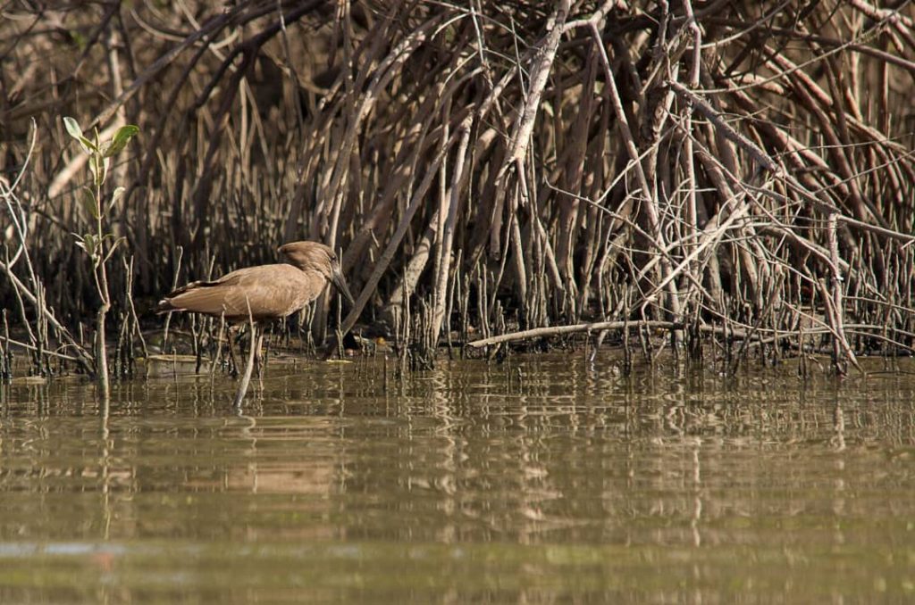 Bird Watching in Gambia