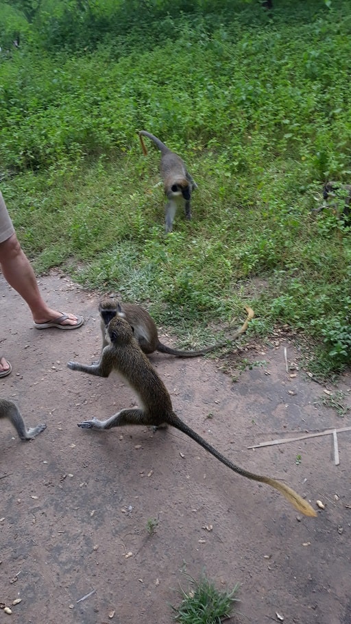 Monkey Trip to Bilijo Forest